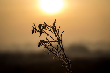 sunset in the field