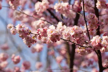 sakura. beautiful pink cherry blossom in springtime