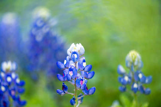 Closeup bluebonnets with with and blue and a bokeh background of flowers