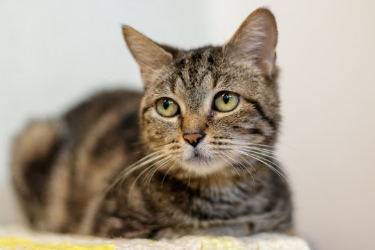 European shorthair aka FIFe or WCF 
