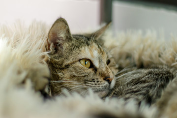 Naklejka premium European shorthair aka FIFe or WCF 