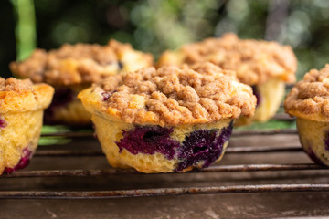 Freshly baked blueberry crumb muffins on cooling rack