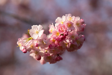 sakura. beautiful pink cherry blossom in springtime