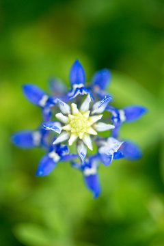 Closeup bluebonnets with with and blue and a bokeh background of flowers