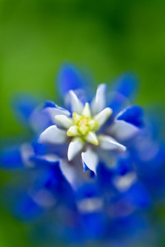 Closeup bluebonnets with with and blue and a bokeh background of flowers