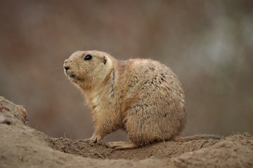 Black-tailed Prairie dog looking out from burrow (Cynomys ludovicianus)