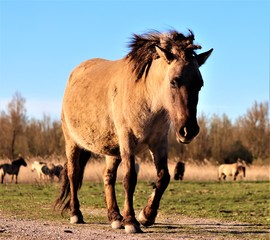 Wildlands Polish Horse (Konik Polski) in field © Barbara