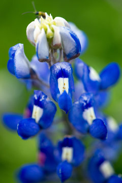 Closeup bluebonnets with with and blue and a bokeh background of flowers