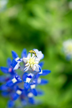 Close up bluebonnet with yellow ladybug climbing on the top