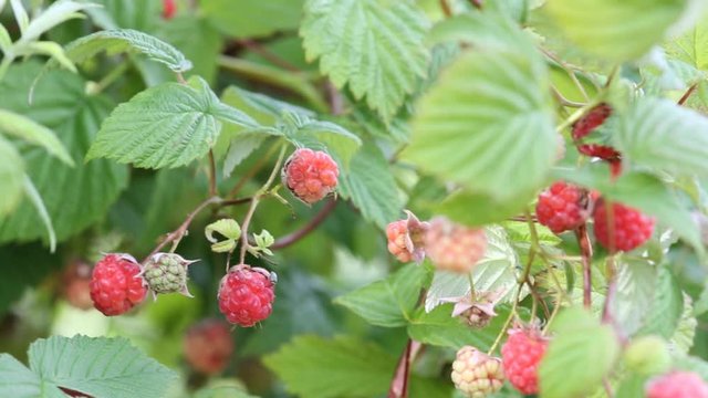 video with raspberry branches in garden