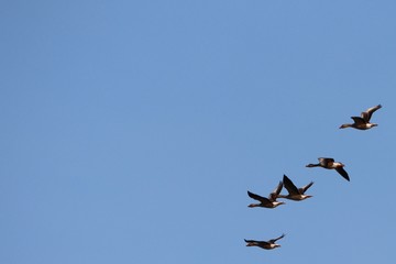 Greylag geese flying in the horizon blue sky