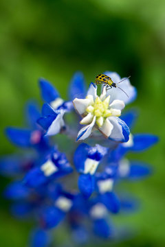 Close up bluebonnet with yellow ladybug climbing on the top