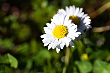 Fototapeta premium white daisy flower