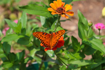 Orange Butterfly on Flower