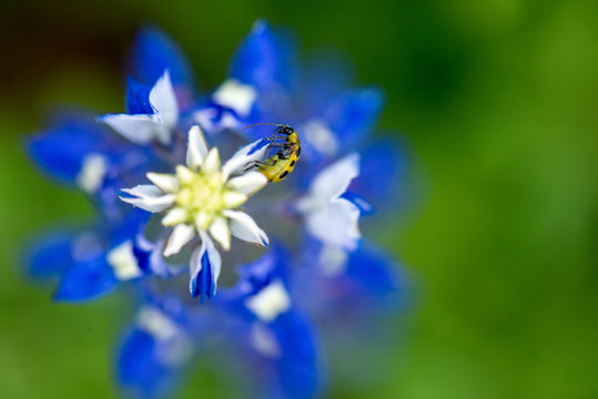 Close up bluebonnet with yellow ladybug climbing on the top
