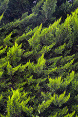 the green leafs of the oak tree