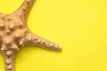 The big sea star on the yellow background. Summer flat lay concept.Copy space for mock up