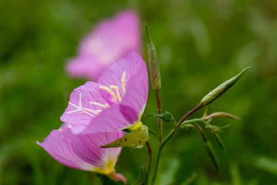 Pink Flowers close up with stamen close up and the pink flowers looking like poppies