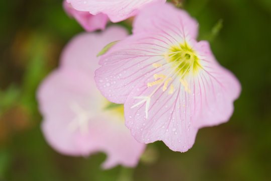 Pink Flowers close up with stamen close up and the pink flowers looking like poppies
