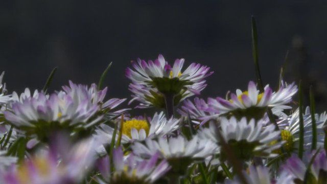 Prato di margherite a primavera