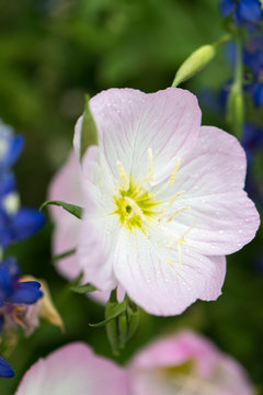 Pink Flowers close up with stamen close up and the pink flowers looking like poppies
