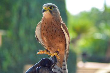 Common Kestrel / falcon (Falco tinnunculus) is a bird of prey , isolated portrait taken in Africa