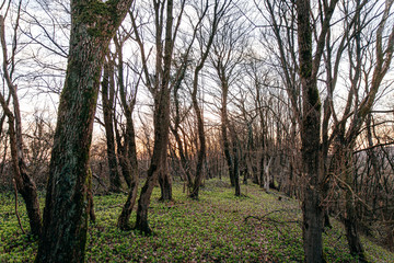 Fototapeta premium Wald Abend Dunkel
