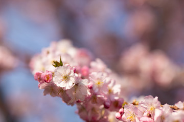 sakura. beautiful pink cherry blossom in springtime