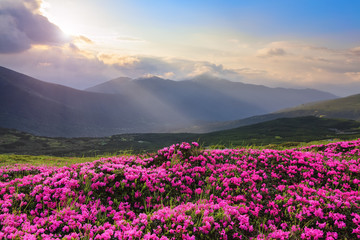 From the lawn covered with pink rhododendrons the picturesque view is opened to high mountains, valley, blue sky in summer time. Concept of nature rebirth. Location Carpathian, Ukraine, Europe.