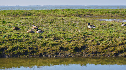Landscape with birds. Hellevoetsluis Holland 
