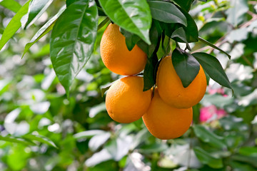 Plantation of citruses, fresh orange fruits.