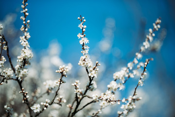 Wiosenne kwiaty © Exploder