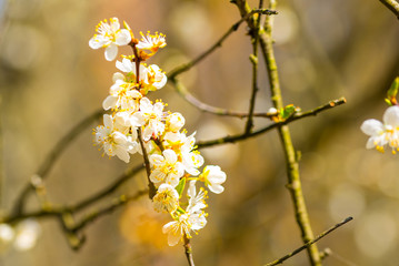 Spring apple cherry tree with white flowers, blue sky