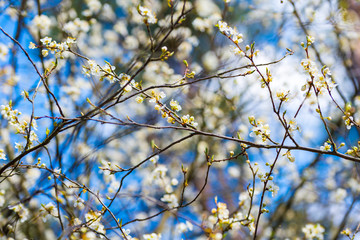 Spring apple cherry tree with white flowers, blue sky