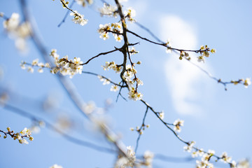 Spring apple cherry tree with white flowers, blue sky