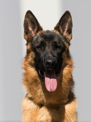 German shepherd dog looking at the camera