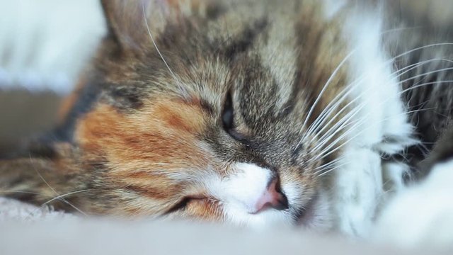 muzzle of a cat close up, macro shot. Domestic pet having rest, selective focus