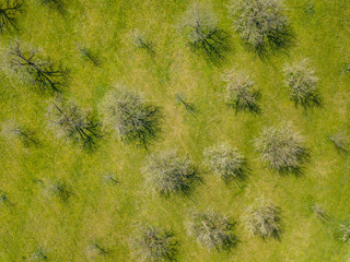 Aerial view of blooming apple tree plantation in spring.. Overhead view of orchard with  flowering trees with beautiful shadow of branches.