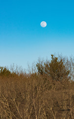Full moon with tree foreground and blue sky background