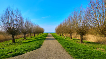 Fototapeta na wymiar Beautiful road between trees with blue sky and green grass in Netherland 