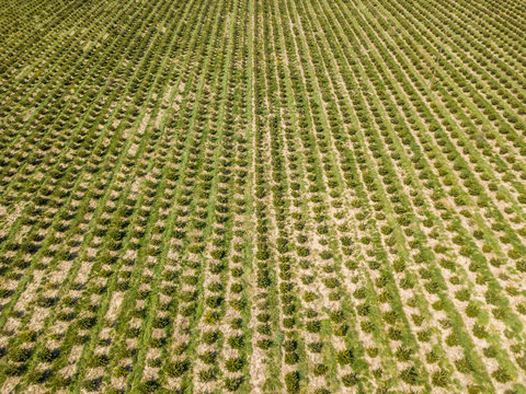 Aerial View Of Christmas Tree Farm On Field. Trees Growing In Rows.