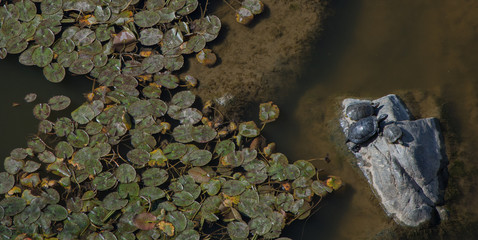 three turtles sunbathing on rock surrounded by aquatic plant in the water