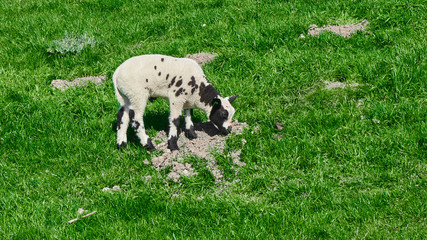 Obraz premium Spotted sheep and little sheep on a green meadow in the Netherlands
