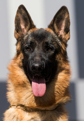 portrait dog looking german shepherd