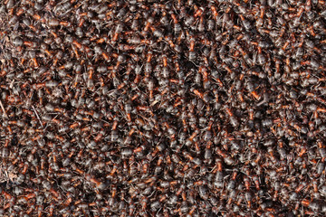 Lots of ants in an anthill. In total chaos, ants run in an anthill.
