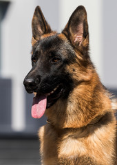 German shepherd dog in the city