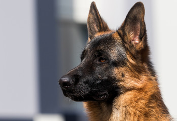 portrait german shepherd dog looking sideways