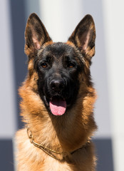 dog with tongue looks forward german shepherd