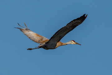 The Sandhill crane in flight during migration to the north. Natural scene from Wisconsin.