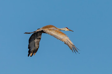 The Sandhill crane in flight during migration to the north. Natural scene from Wisconsin.